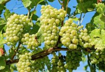 Perú: Exportaciones de uvas de mesa crecen 7.9% y apuntan a un cierre récord