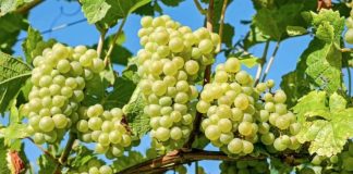 Perú: Exportaciones de uvas de mesa crecen 7.9% y apuntan a un cierre récord