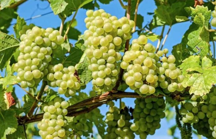 Perú Exportaciones de uvas de mesa crecen 7.9% y apuntan a un cierre récord Perú: Exportaciones de uvas de mesa crecen 7.9% y apuntan a un cierre récord