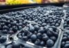 Perú | Seminario Internacional Blueberries Lima 2026