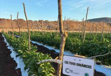 Pimentón con Agricultura Regenerativa en México: Carlos Meza y Terragénesis, marcando tendencia producción sostenible Pimentón con Agricultura Regenerativa en México: Carlos Meza y Terragénesis, marcando tendencia producción sostenible