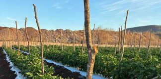 Pimentón con Agricultura Regenerativa en México: Carlos Meza y Terragénesis, marcando tendencia producción sostenible