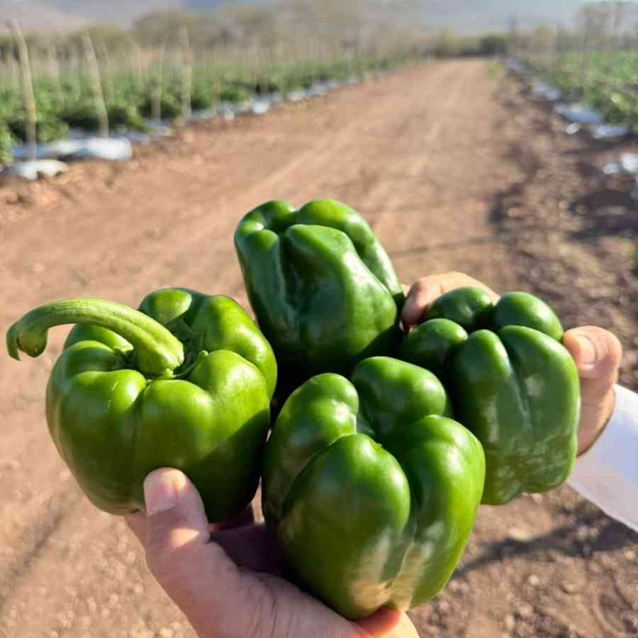 Pimentón con Agricultura Regenerativa en México: Carlos Meza y Terragénesis, marcando tendencia producción sostenible