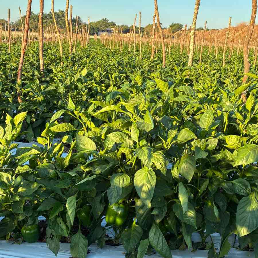 Pimentón con Agricultura Regenerativa en México: Carlos Meza y Terragénesis, marcando tendencia producción sostenible