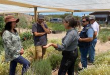 Productora de flores comestibles de Copiapó Gianina Santana inició proceso de certificación orgánica