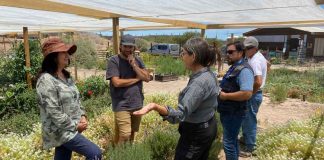 Productora de flores comestibles de Copiapó Gianina Santana inició proceso de certificación orgánica
