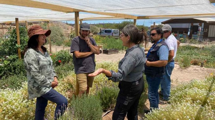 Productora de flores comestibles de Copiapó Gianina Santana inició proceso de certificación orgánica Productora de flores comestibles de Copiapó Gianina Santana inició proceso de certificación orgánica