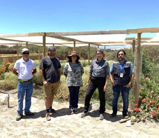 Productora de flores comestibles en Copiapó inició proceso de certificación orgánica.