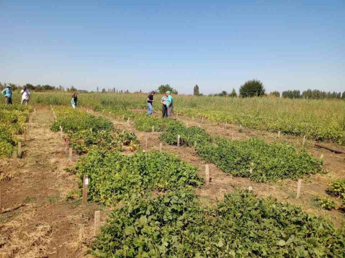 Proyecto INIA–FAO impulsa en Ñuble evaluación de variedades de poroto con foco en tolerancia a sequía (1) Proyecto INIA–FAO impulsa en Ñuble evaluación de variedades de poroto con foco en tolerancia a sequía