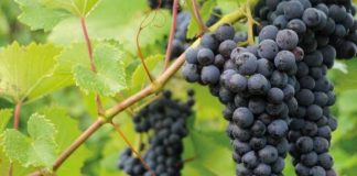 Proyecto UdeC-FIA busca innovar en vino cepa País y desarrollar productos no alcohólicos en Nacimiento