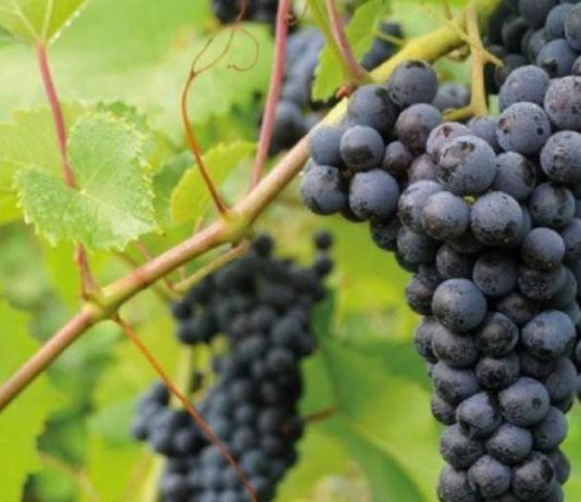 Proyecto UdeC-FIA busca innovar en vino cepa País y desarrollar productos no alcohólicos en Nacimiento Proyecto UdeC-FIA busca innovar en vino cepa País y desarrollar productos no alcohólicos en Nacimiento