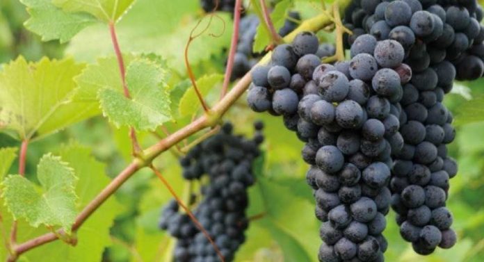 Proyecto UdeC-FIA busca innovar en vino cepa País y desarrollar productos no alcohólicos en Nacimiento