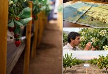 Proyectos de FIA en innovación de MINAGRI en Valparaíso