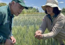 SAG Biobío realiza cerca de mil ensayos de post control  de variedades de semillas de certificación nacional y de exportación