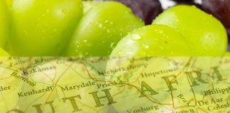 SATI avance de temporada: 14% crecen las exportaciones de uvas de mesa sudafricanas