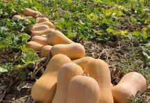 Sakata logra ampliar la campaña hasta mayo con dos nuevas variedades