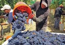 San Juan refuerza la Ley del Mosto con evidencia técnica San Juan refuerza la Ley del Mosto con evidencia técnica