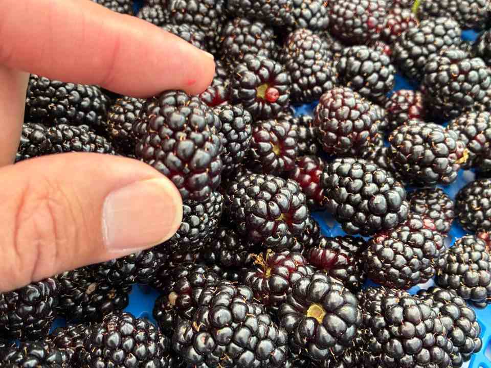 Terragénesis México: Producción de Berries en Irapuato, con Agricultura Regenerativa