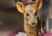 Trabajo colaborativo permite rehabilitar a animales silvestres afectados por incendios forestales en la región Trabajo colaborativo permite rehabilitar a animales silvestres afectados por incendios forestales en la región