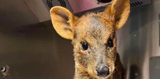 Trabajo colaborativo permite rehabilitar a animales silvestres afectados por incendios forestales en la región