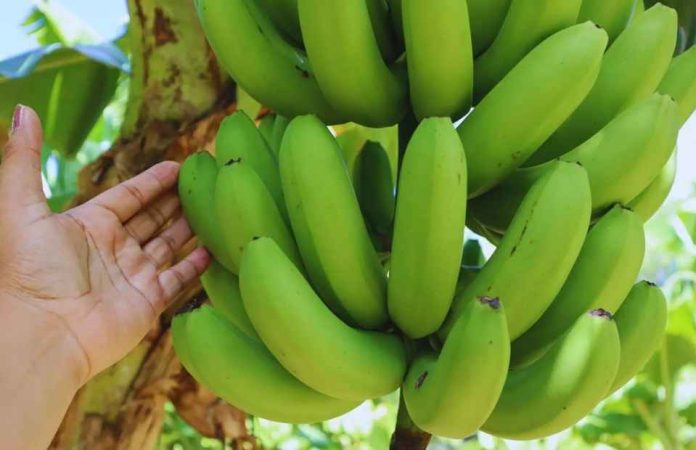 Transforman bananas de descarte en harina sin gluten