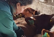 Trazabilidad Animal Declaración de Existencia Animal (DEA) 2025 alcanza cifras históricas en bovinos en la región de Los Lagos