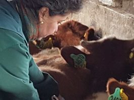 Trazabilidad Animal Declaración de Existencia Animal (DEA) 2025 alcanza cifras históricas en bovinos en la región de Los Lagos