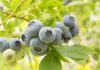 EEUU | VentureFruit expande su genética de arándanos en Norteamérica y se asocia con California Giant VentureFruit
