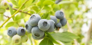 Noticia: EEUU | VentureFruit expande su genética de arándanos en Norteamérica y...