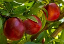 Vivero de Codegua es sancionado por propagar variedades protegidas ilegalmente Vivero de Codegua es sancionado por propagar variedades protegidas ilegalmente