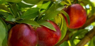 Vivero de Codegua es sancionado por propagar variedades protegidas ilegalmente