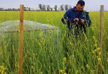 Argentina | Integrar colmenas aumenta un 37 % el rendimiento de carinata