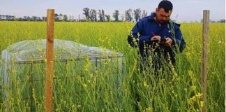 Noticia: Argentina | Integrar colmenas aumenta un 37 % el rendimiento de...