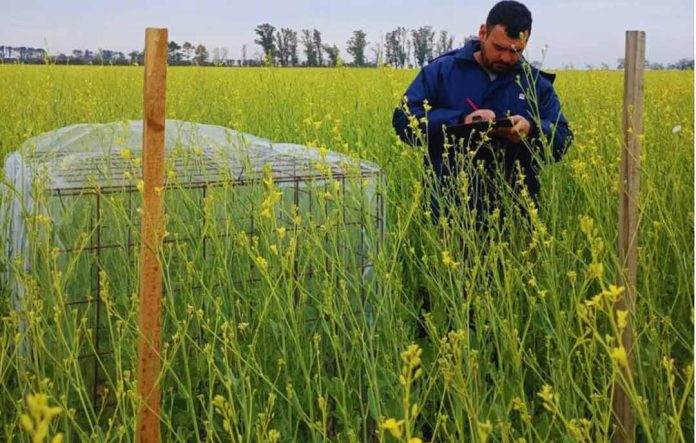 Argentina | Integrar colmenas aumenta un 37 % el rendimiento de carinata