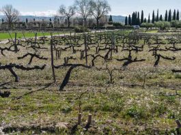 España | La agricultura regenerativa produce alimentos más saludables y puede acumular hasta un 35% más de carbono en el suelo que la agricultura convencional