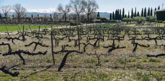 España | La agricultura regenerativa produce alimentos más saludables y puede acumular hasta un 35% más de carbono en el suelo que la agricultura convencional