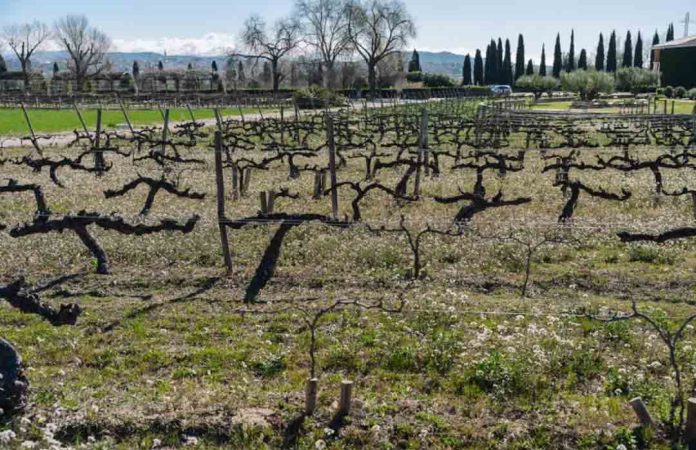España | La agricultura regenerativa produce alimentos más saludables y puede acumular hasta un 35% más de carbono en el suelo que la agricultura convencional
