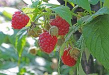 Berrytec realizará seminario de actualización en el cultivo de frambuesas en San Carlos