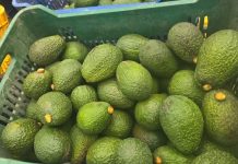 Pataz: Minera Poderosa impulsa la agroexportación de palta Hass en Chuquitambo Pataz: Minera Poderosa impulsa la agroexportación de palta Hass en Chuquitambo