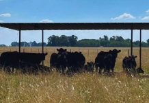 recomendaciones para sostener la producción y evitar pérdidas en verano