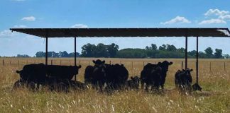 Noticia: Argentina | Ganadería: recomendaciones para sostener la producción y evitar pérdidas...