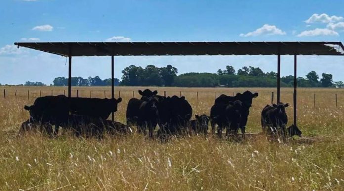 recomendaciones para sostener la producción y evitar pérdidas en verano