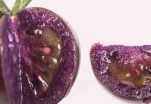 Tomate morado biotecnológico conquista nuevos mercados globales