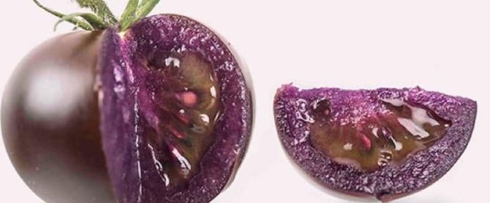 Tomate morado biotecnológico conquista nuevos mercados globales