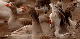 El «Escuadrón Pluma» que cuida los viñedos en Chimbarongo El "Escuadrón Pluma" que cuida los viñedos en Chimbarongo