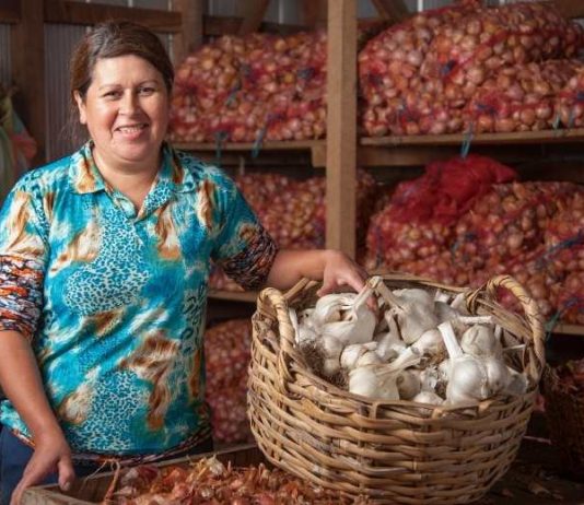 313 faros agroecológicos enseñan cómo producir alimentos sanos y adaptarse al cambio climático 313 faros agroecológicos enseñan cómo producir alimentos sanos y adaptarse al cambio climático