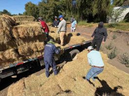600 fardos llegan a comunas de Ñuble para asegurar alimentación animal tras incendios forestales 600 fardos llegan a comunas de Ñuble para asegurar alimentación animal tras incendios forestales