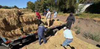 600 fardos llegan a comunas de Ñuble para asegurar alimentación animal tras incendios forestales 600 fardos llegan a comunas de Ñuble para asegurar alimentación animal tras incendios forestales