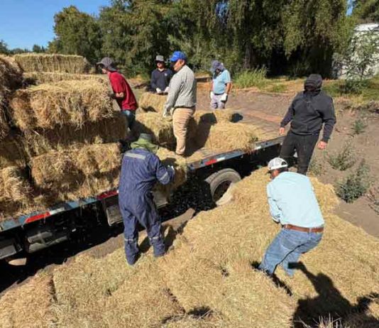 600 fardos llegan a comunas de Ñuble para asegurar alimentación animal tras incendios forestales 600 fardos llegan a comunas de Ñuble para asegurar alimentación animal tras incendios forestales