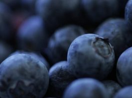 Arándanos de Sudáfrica: Cerca de 14% crecen envíos esta temporada 2025-26 Arándanos de Sudáfrica